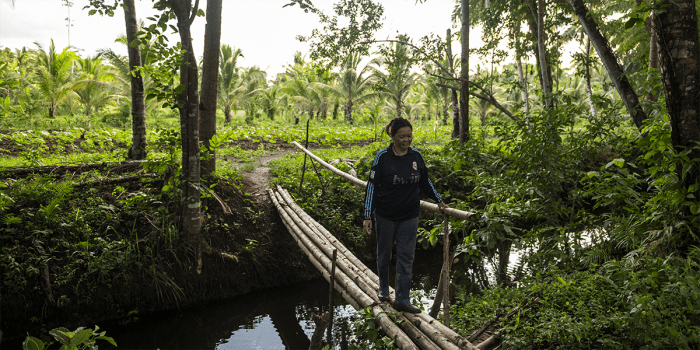 A woman walking through a tropical environment.  She is crossing a stream on a bamboo bridge.