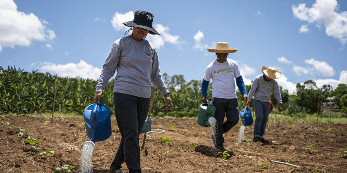 Three farmers with watering cans walking down rows of a field, watering the plants there.