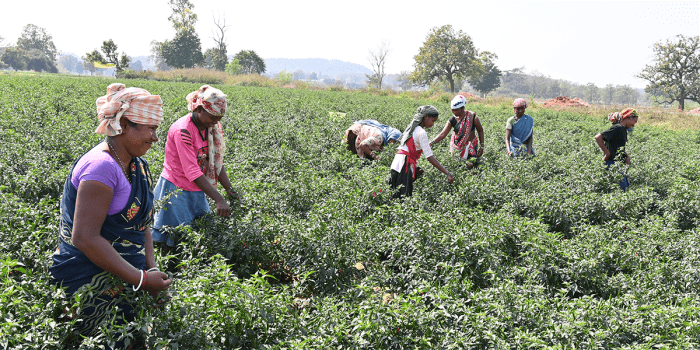 A group of women working in a field.