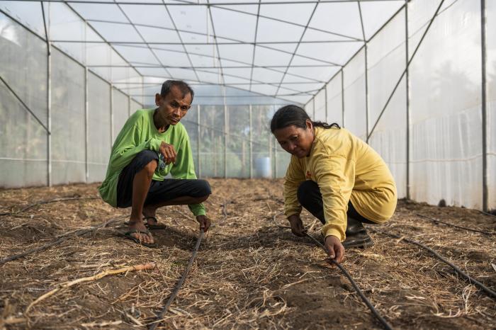 Two farmers install irrigation hoses in a greenhouse.  