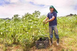 A farmer harvests produce in Sao Paulo