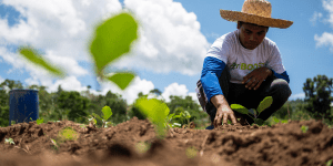 Through AgriBOOST’s farmer field school, Sheila Maglines, Narjiel Guias, and Carlo Eluyay have learned and adopted various new agricultural management practices to increase productivity at their farm.