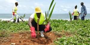 Freetown the Treetown growers are pictured here at Lumley Beach, a popular tourist attraction which donated land for this cause,