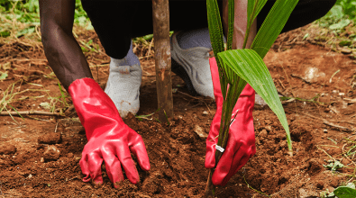 Close-up of hands in red gloves planting a young sapling in soil.