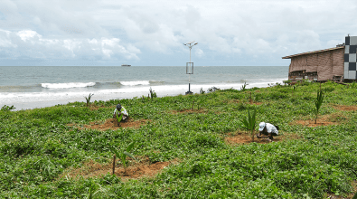 A coastal reforestation scene where two volunteers are planting young trees in a lush, green area near the ocean. One person, wearing a white cap, is crouched down tending to a sapling, while another in a reflective vest is working nearby. The background features waves rolling onto the shore, a ship in the distance, and a wooden building with a checkered wall. 